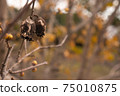 Mysterious fruit of Japanese allspice 75010875
