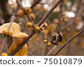 Japanese allspice branches and buds 75010879