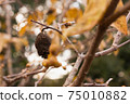 Japanese allspice branch and fruit 75010882