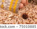 Sweetgum fruit shell 75010885