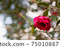 Camellia in the brilliance 75010887