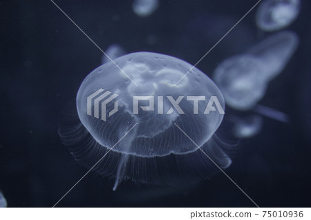 jellyfish  75010936