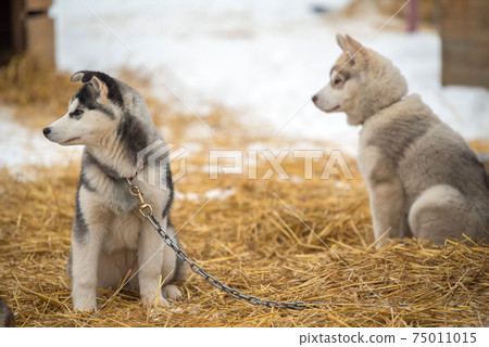 Siberian Husky dogs portrait in winter Siberian Husky dogs portrait in winter 75011015