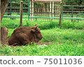 European bison in the Russian National Park. Bison on summer 75011036