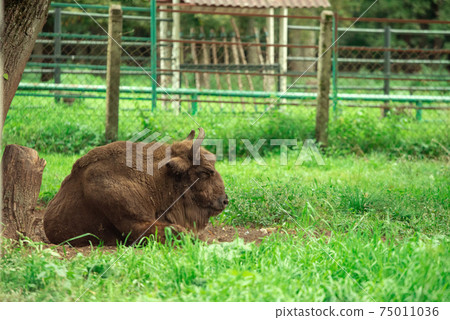 European bison in the Russian National Park. Bison on summer European bison in the Russian National Park. Bison on summer 75011036