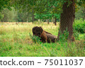European bison in the Russian National Park. Bison on summer 75011037