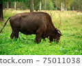European bison in the Russian National Park. Bison on summer 75011038