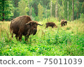 European bison in the Russian National Park. Bison on summer 75011039