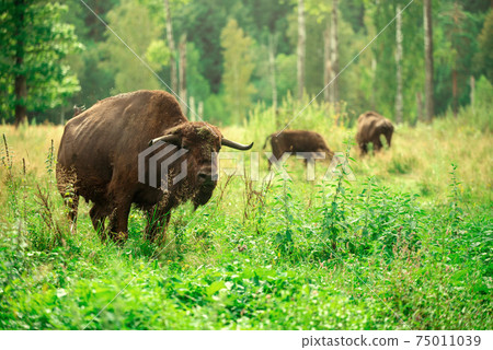 European bison in the Russian National Park. Bison on summer 75011039