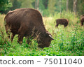 European bison in the Russian National Park. Bison on summer 75011040