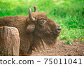 European bison in the Russian National Park. Bison on summer 75011041