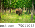 European bison in the Russian National Park. Bison on summer 75011042