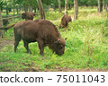 European bison in the Russian National Park. Bison on summer 75011043