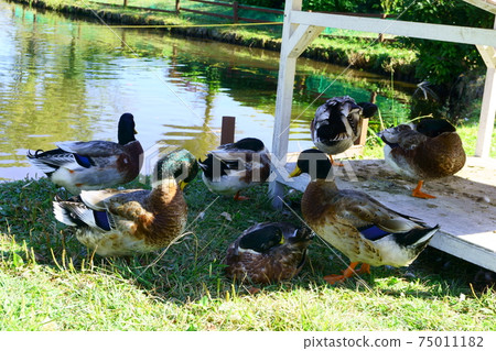 Flock of ducks 75011182