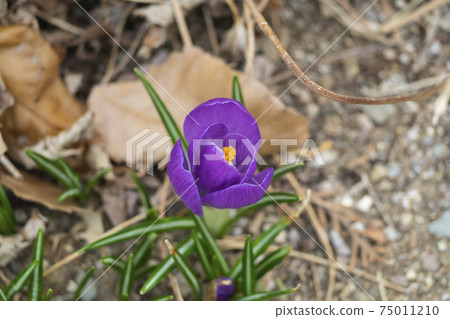 宣布春季新聞的美麗的紫色藏紅花花 宣布春季新聞的美麗的紫色藏紅花花 75011210
