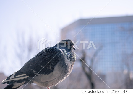 Pigeon in the park 02 75011473