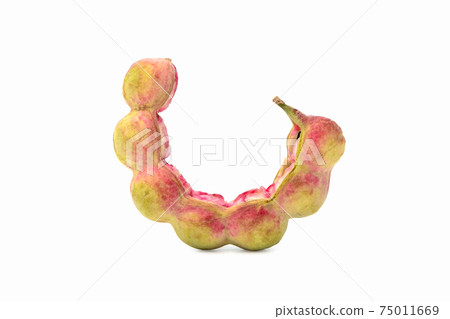 Manila tamarind fruit (Pithecellobium dulce) on white background. Manila tamarind fruit (Pithecellobium dulce) on white background. 75011669
