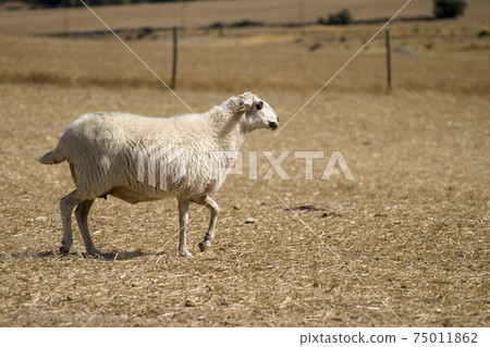 A single sheep walks across a barren and dry landscape in search of food and its herd A single sheep walks across a barren and dry landscape in search of food and its herd 75011862