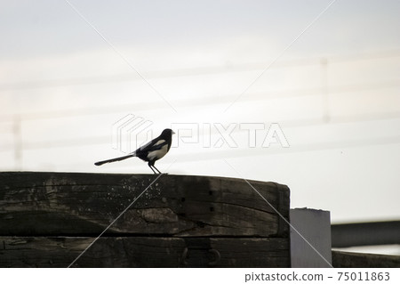 a magpie sits on a wooden beam 75011863