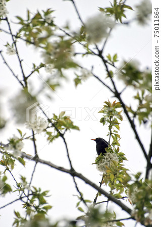 A blackbird sits in a blossoming cherry tree in summer 75011864