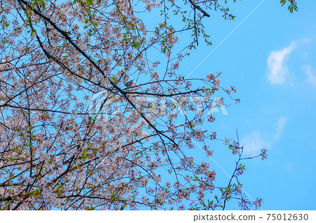 Cherry Blossoms and Spring Blue Sky 75012630