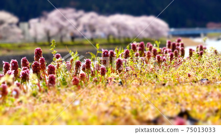 Spring flowers: Red deadnettle and cherry blossoms 75013033