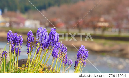 Spring flowers blooming on the riverbed Muscari Spring flowers blooming on the riverbed Muscari 75013034
