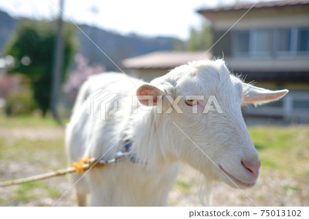 White Goat White Goat 75013102