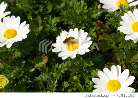 North pole blooming in winter North pole blooming in winter 75013196