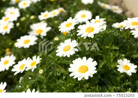 North pole blooming in winter 75013203