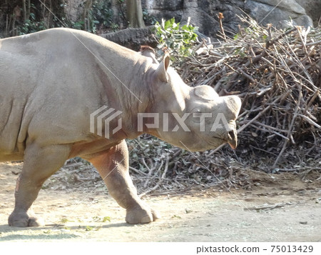 At Tennoji Zoo 75013429