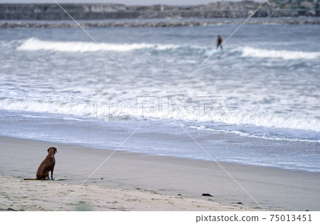 A dog is sitting on the beach waiting for his master that is surfing waves on the beach A dog is sitting on the beach waiting for his master that is surfing waves on the beach 75013451