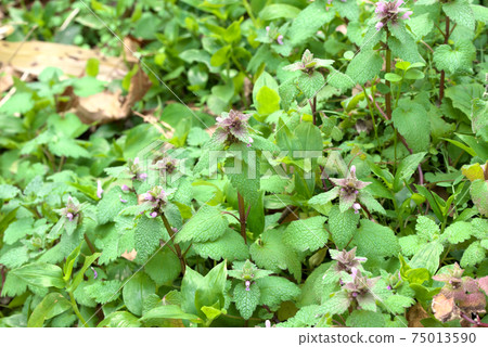 Himeodorikosou Himeodorikosou 75013590