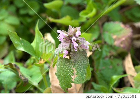 Himeodorikosou Himeodorikosou 75013591