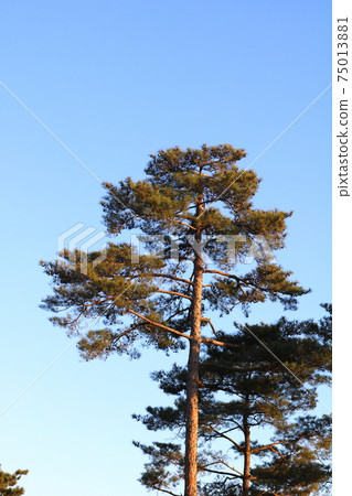 Pine tree Pine tree 75013881