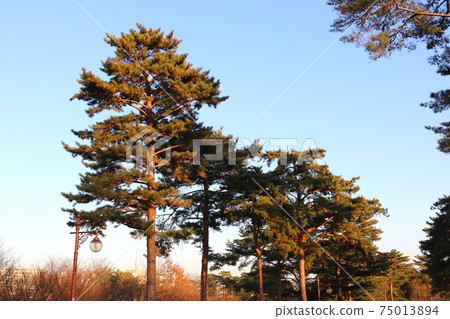 Pine tree Pine tree 75013894