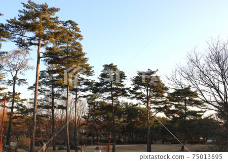 Pine tree Pine tree 75013895
