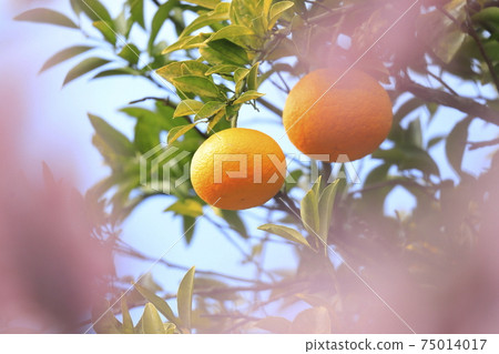 夏季美味橙子 夏季美味橙子 75014017