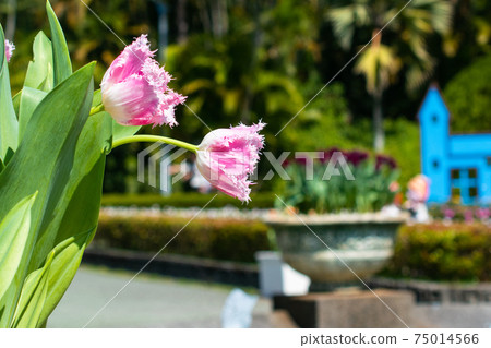 都市花園 士林官邸 鬱金香季節性花展 都市花園 士林官邸 鬱金香季節性花展 75014566