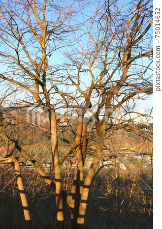 tree 75014652