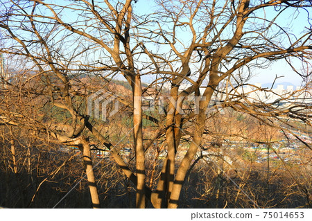 tree tree 75014653