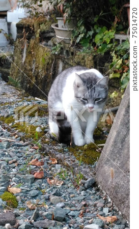 I found it. 75014720