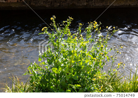 Yellow wildflowers blooming on the waterside in spring Yellow wildflowers blooming on the waterside in spring 75014749