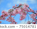 Red weeping cherry blossoms in front of full bloom looking up at the blue sky 75014781