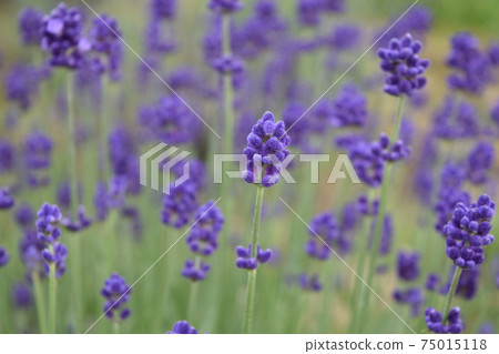 lavender lavender 75015118