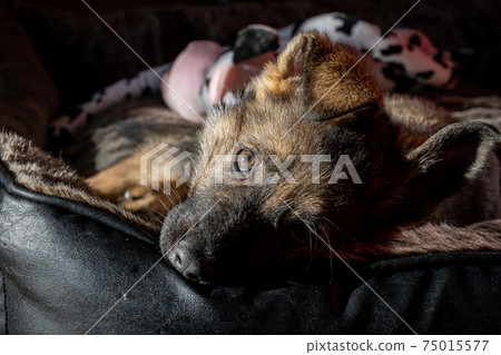 A nine weeks old German Shepherd puppy chill in its bed and look at the camera 75015577