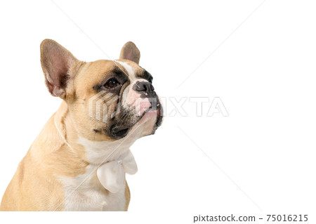 portrait of french bulldog wear white bowtie isolated on white background portrait of french bulldog wear white bowtie isolated on white background 75016215