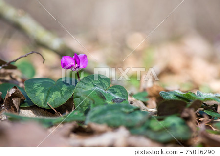 Clouse-up of spring blooms of pink cyclamens  in the forest. Primroses. . Cyclamen hederifolium ( ivy-leaved cyclamen or sowbread ) 75016290