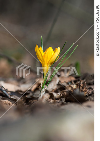 Sprouting crocus in spring garden - elective focus, copy space 75016296