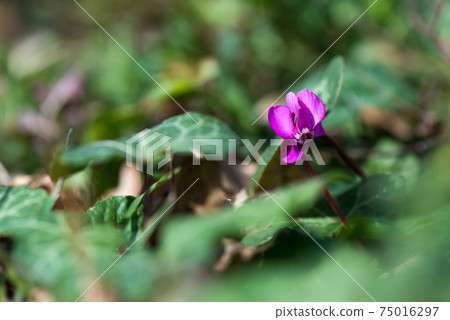 Clouse-up of spring blooms of pink cyclamens in the forest. Primroses. . Cyclamen hederifolium ( ivy-leaved cyclamen or sowbread ) Clouse-up of spring blooms of pink cyclamens in the forest. Primroses. . Cyclamen hederifolium ( ivy-leaved cyclamen or sowbread ) 75016297